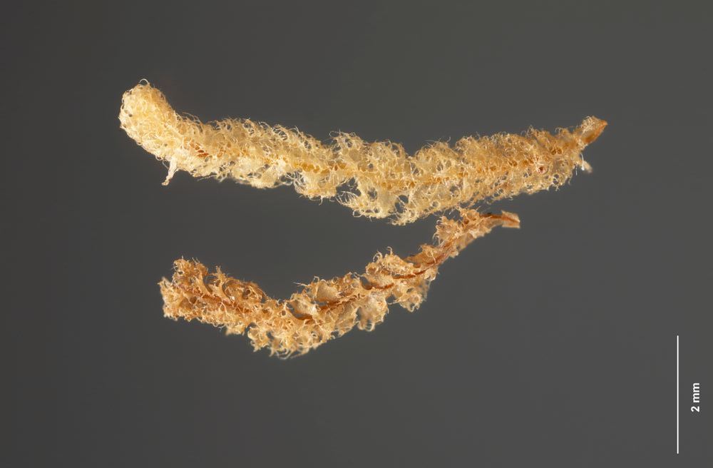 Представитель Семейства Trichotemnomataceae